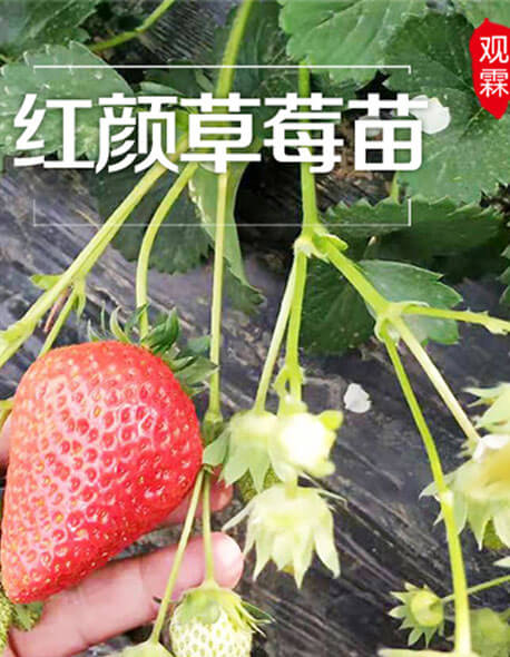 观霖400电话
